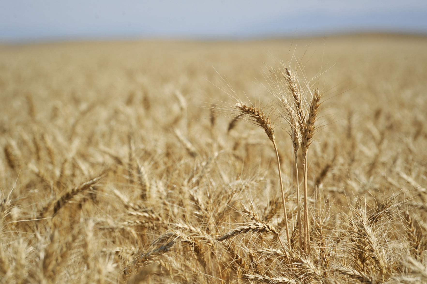 Wheat ready for harvest in a Wheat Montana Farms field.